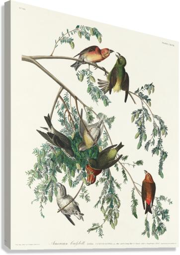 American Crossbill Canvas Print