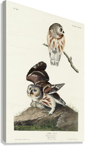 Little Owl Canvas Print