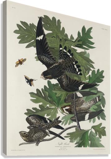 Night Hawk Canvas Print