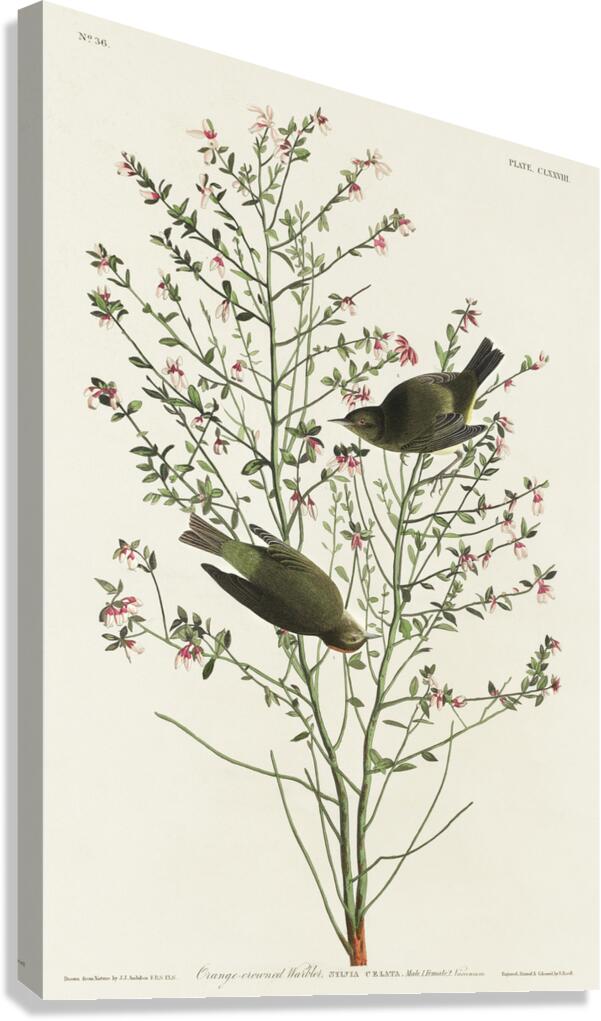 Orange-crowned Warbler Canvas Print