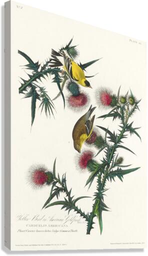 American Goldfinch Canvas Print