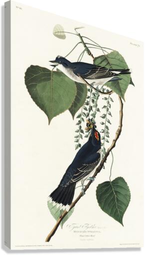 Tyrant Fly-catcher Canvas Print