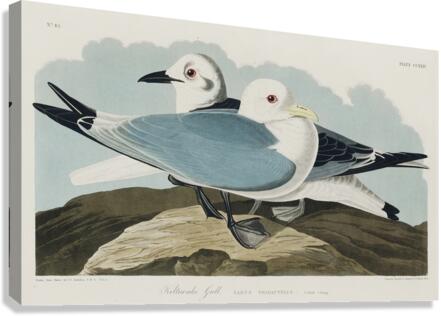 Kittiwake Gull Canvas Print