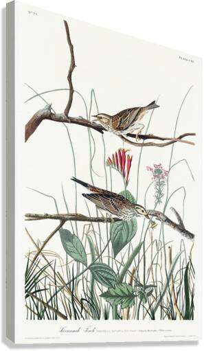 Savannah Finch Canvas Print