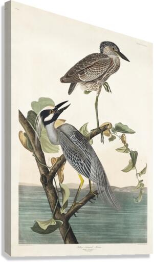 Yellow-Crowned Heron Canvas Print