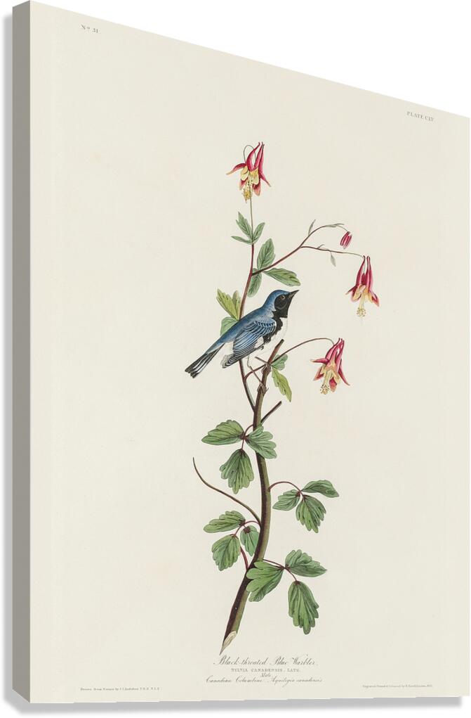 Black-throated Blue Warbler Canvas Print