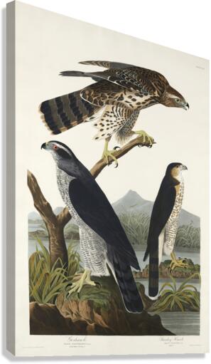 Goshawk and Stanley Hawk Canvas Print