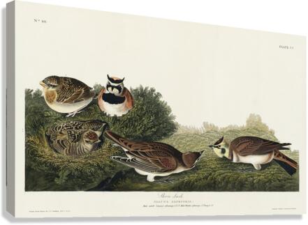 Shore Lark Canvas Print