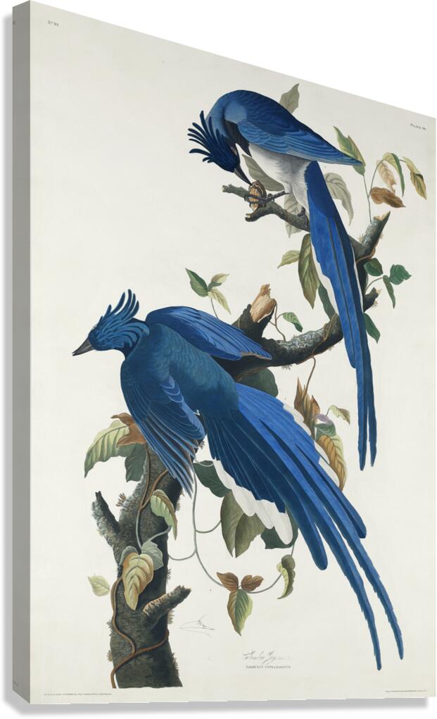 American Pied-billed Canvas Print