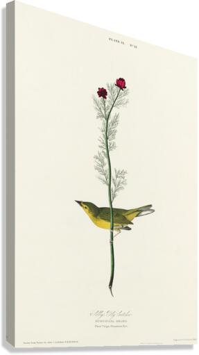 Selbys Flycatcher Canvas Print