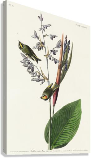 American Golden crested-Wren Canvas Print