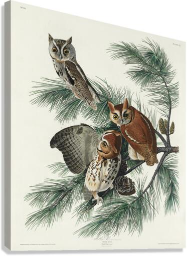 Little Screech Owl Canvas Print