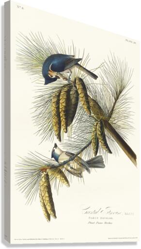 Crested Titmouse Canvas Print