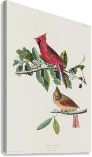 Cardinal Grosbeak Canvas Print
