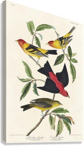 Louisiana Tanager and Scarlet Tanager Canvas Print