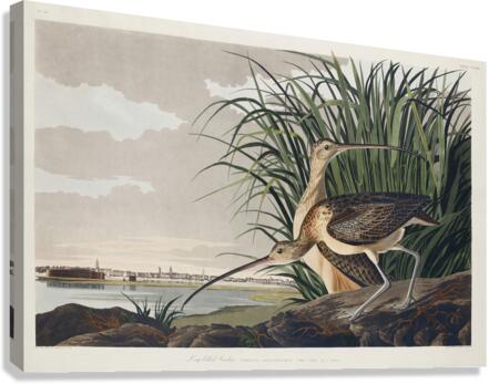 Long-billed Curlew Canvas Print