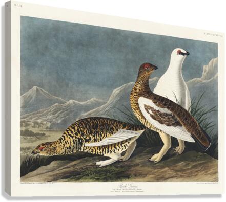 Rock Grous Canvas Print