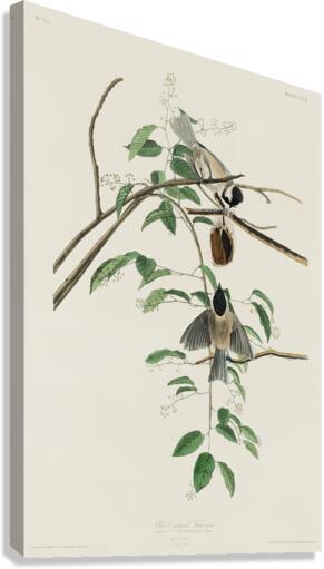 Carolina Titmouse Canvas Print