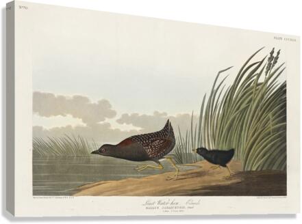 Least Water-hen Canvas Print