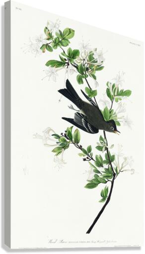 Wood Pewee Canvas Print