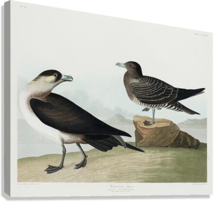 Richardsons Jager Canvas Print