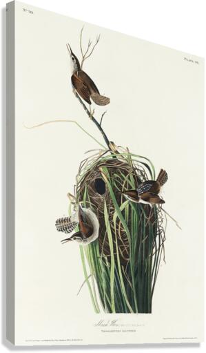 Marsh Wren Canvas Print
