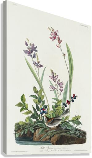 Field Sparrow Canvas Print