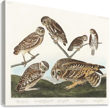 Burrowing Owl Large-Headed Burrowing Owl Little Night Owl Columbian Owl and Short-cared Owl Canvas Print