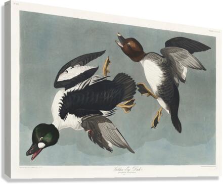 Golden-eye Duck Canvas Print