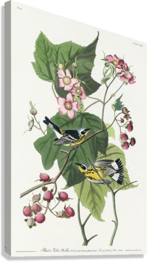 Black & Yellow Warblers Canvas Print