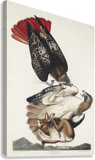 Red-tailed Hawk Canvas Print