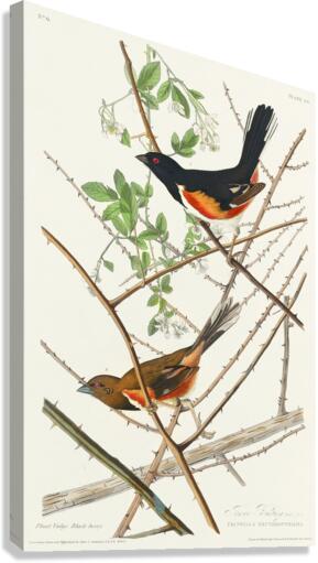 Towee Bunting Canvas Print