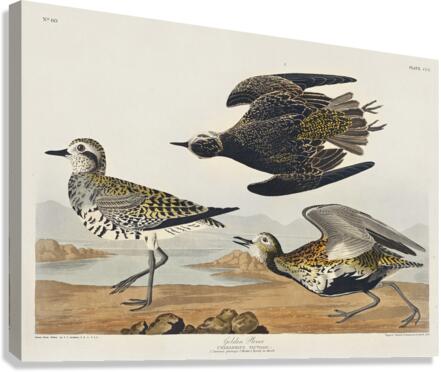 Golden Plover Canvas Print
