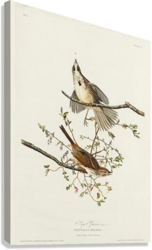 Song Sparrow Canvas Print