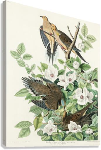 Carolina Pigeon Canvas Print