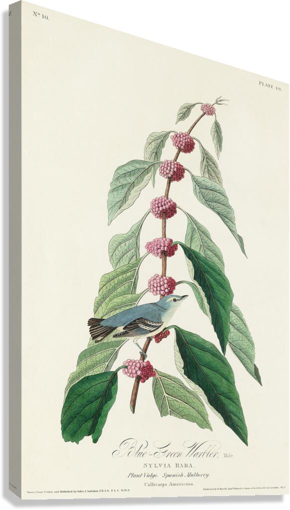 Blue-green Warbler Canvas Print