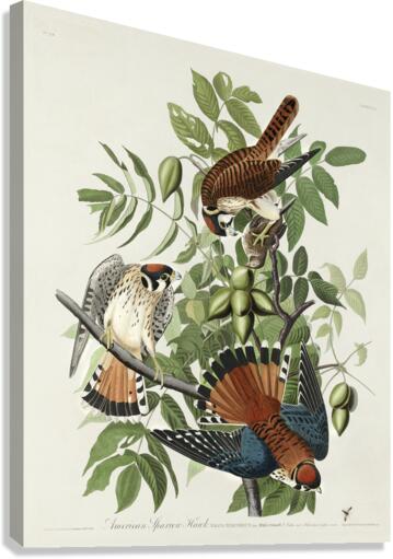 American Sparrow Hawk Canvas Print