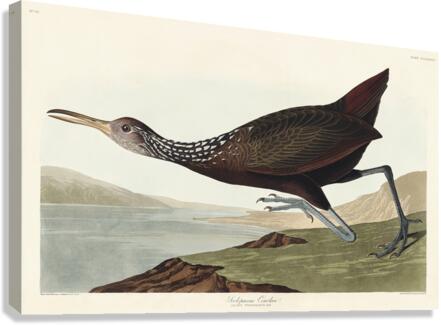 Scolopaceus Courlan Canvas Print