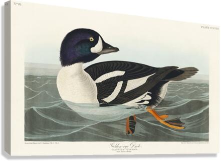 Henslows Bunting Canvas Print