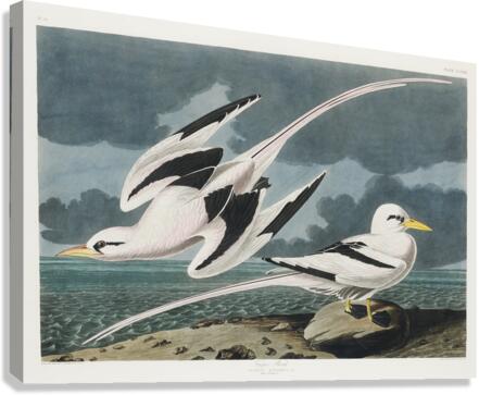 Tropic Bird Canvas Print