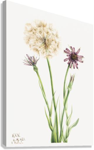 Salsify Tragopogon porrifolius 1921 Canvas Print