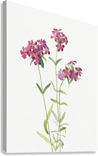 Hairy Phlox Phlox amoena 1930 Canvas Print