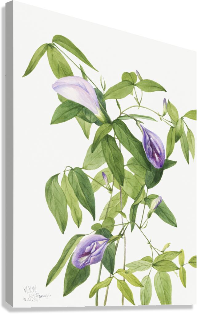 Butterfly Pea Clitoria mariana 1934 Canvas Print