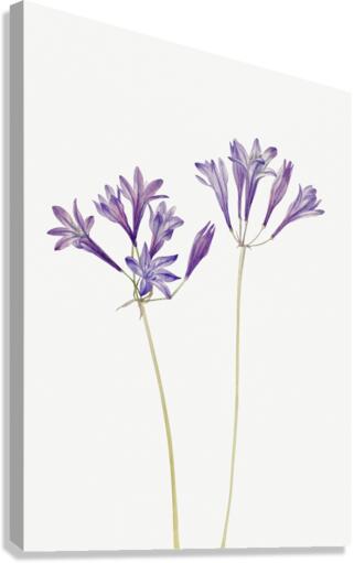 Butterfly Pea Clitoria mariana 1934 Canvas Print