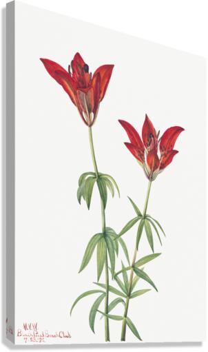 Wood Lily Lilium philadelphicum 1932 Canvas Print