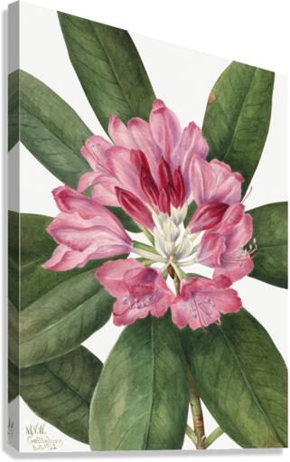Mountain Rose Bay Rhododendron catawbiense 1932 Canvas Print
