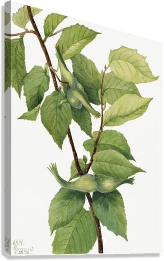 Beaked Hazelnut Corylus rostrata 1932 Canvas Print