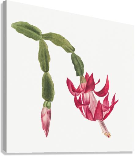 Flower Study 1878 Canvas Print