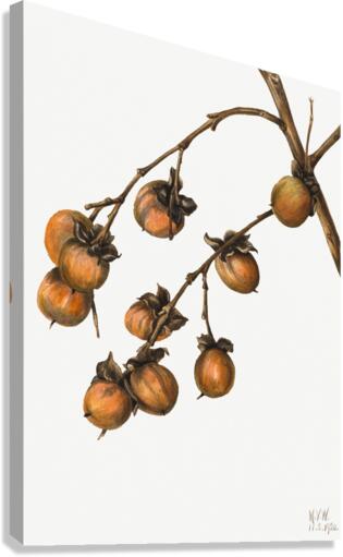 Persimmon Diospyros virginiana 1920 Canvas Print