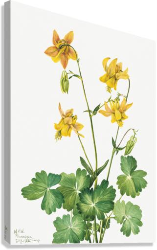 Lemon Columbine Aquilegia flavescens 1925 Canvas Print